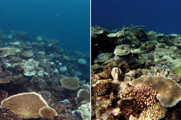 North and South reefs poles apart in bleaching results