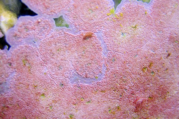 Cementing coral reefs