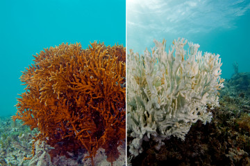 Coral bleaching