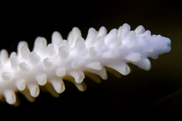 Coral Bleaching