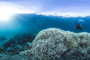 Coral bleaching at Lizard Island