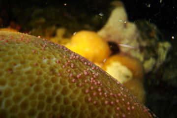 Coral spawning in the Red Sea