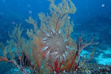 Fisherman leads record-breaking crown-of-thorns mission