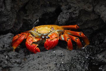 Guardians of the world’s ocean icons convene in Galapagos