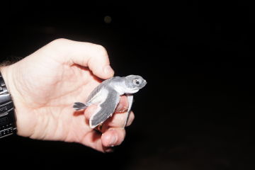 Turtle hatchling at Raine Island