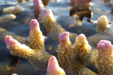 Second wave of mass bleaching unfolding on Great Barrier Reef