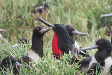 High tech eavesdropping on Raine Island seabirds