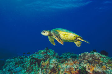 Green Turtle