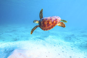 Green Turtle