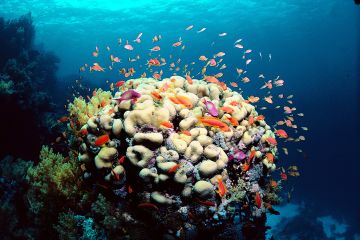 Record investment in the Great Barrier Reef