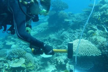 Cementing coral reefs