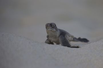 Green turtle hatchling