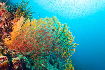 Sea fan coral