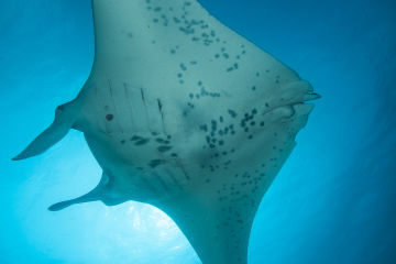 Manta Ray