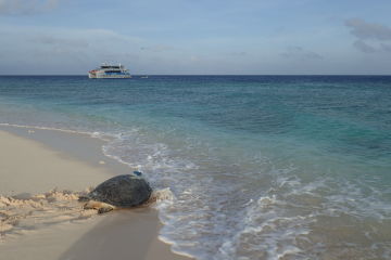 Turtles named by local school children