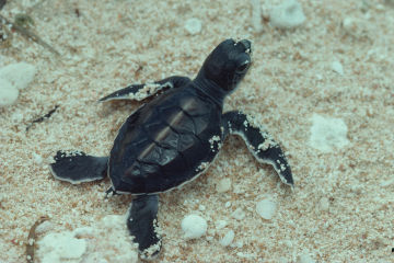 Turtle hatchling at Raine Island