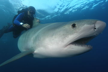 Richard Fitzpatrick releasing tagged tiger shark