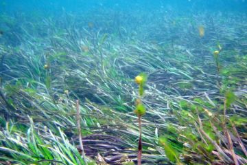 Seagrass