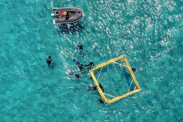 Biggest coral reseeding project deployed as Great Barrier Reef spawns