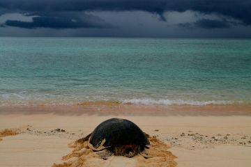 Turtle returning from nesting at Raine Island