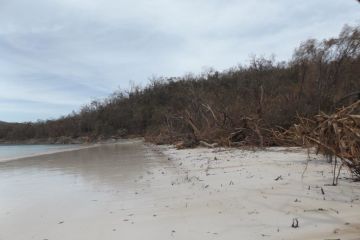 Rangers begin clean up on Whitehaven Beach