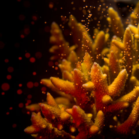 Corals are ready to spawn when 'budding' appears