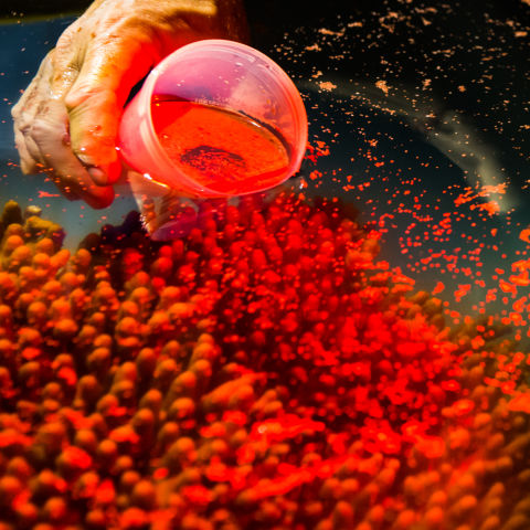 Corals spawn at night under special red light