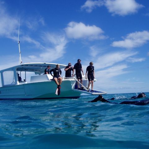 Heron Island