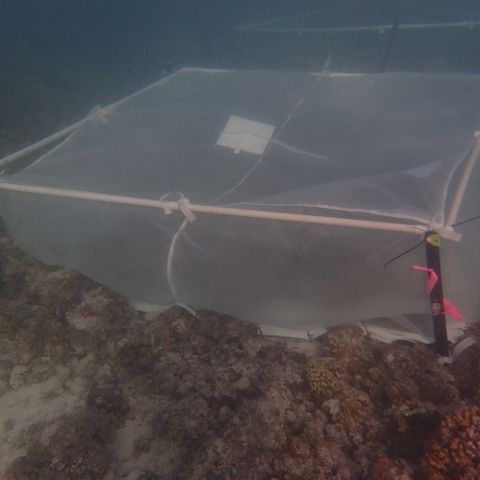 Coral larvae delivered onto reef patches