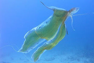 The 'caped' female blanket octopus