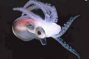 A tiny male blanket octopus