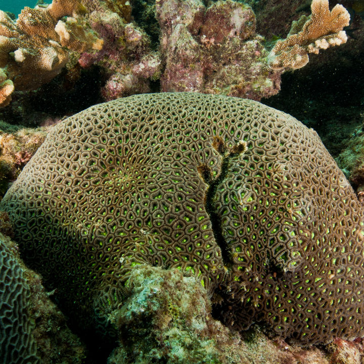 Genomics research reveals brain corals may be more resilient to bleaching