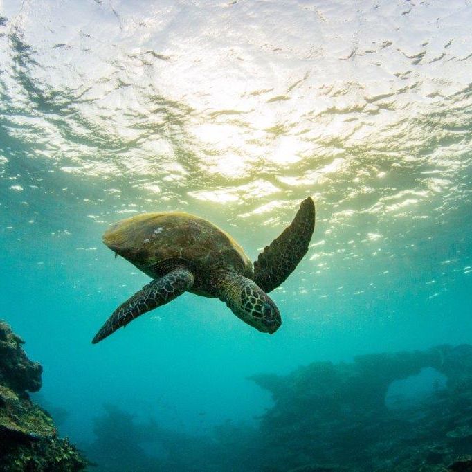 $10 million boost to create island climate refuges for Great Barrier Reef