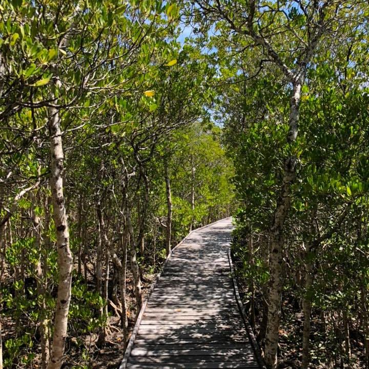 Cairns and Far North Queensland MangroveWatch 