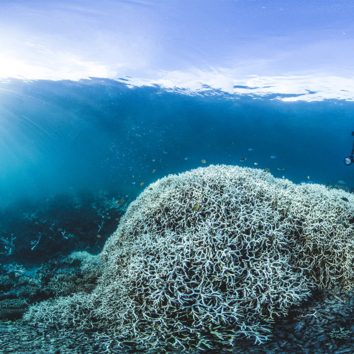 Coral bleaching at Lizard Island