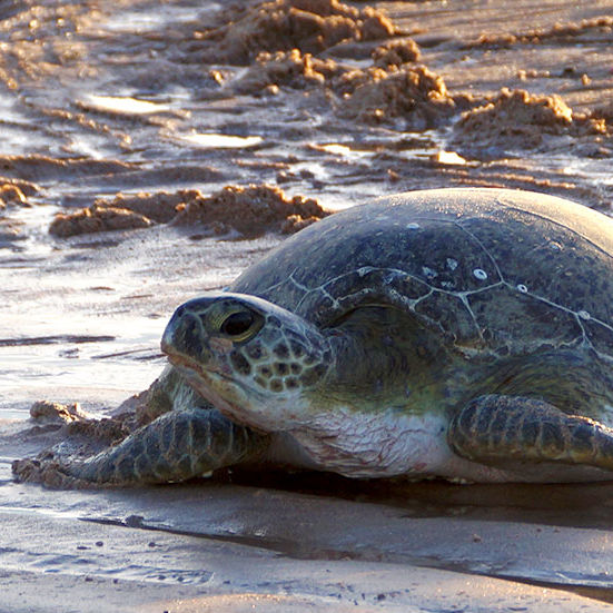 Townsville Urban Marine Debris Strategy Development 