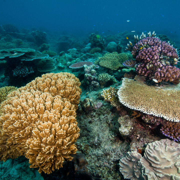 Coral DNA first a giant leap in search for super coral secrets