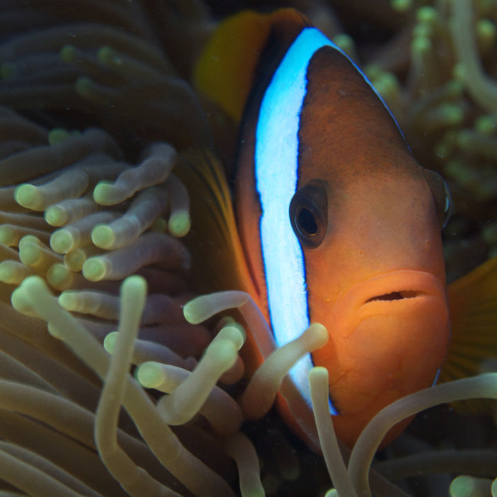 #5. Clownfish