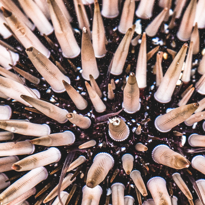 Crown of thorns starfish