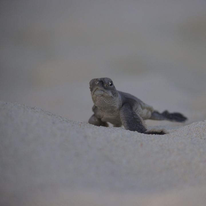 Green turtle hatchling