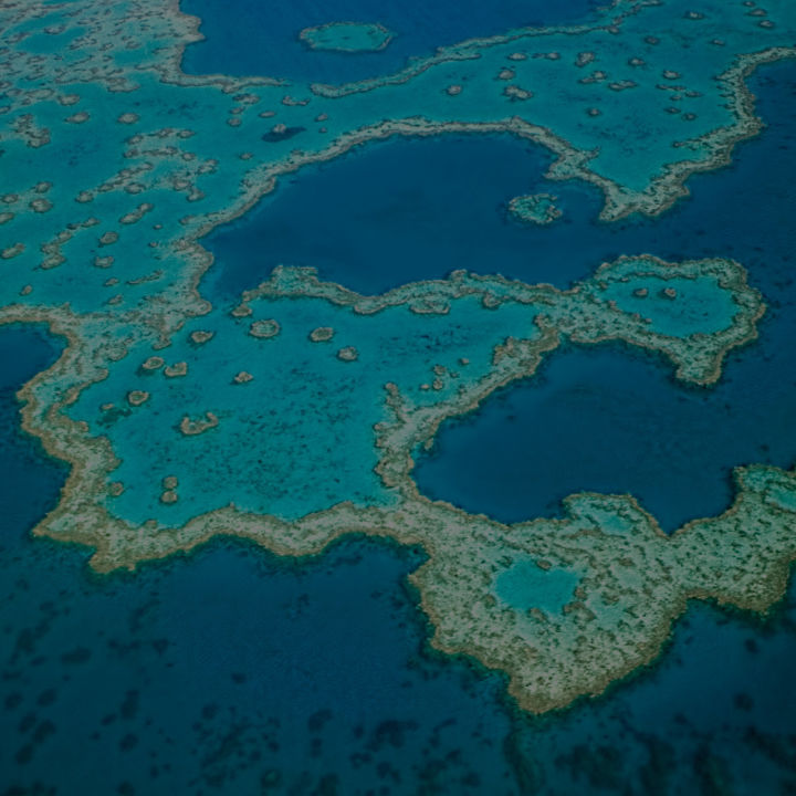 Resilient Reefs