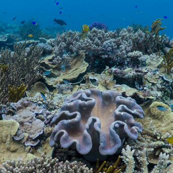 Whitsunday reef monitoring for long-term health