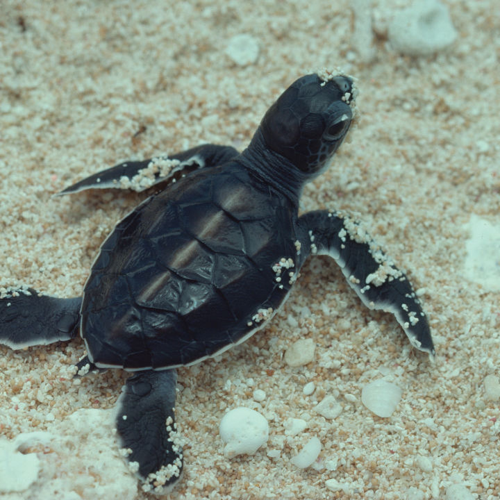 Turtle hatchling at Raine Island