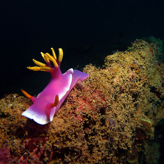 Great Barrier Reef health monitoring and training project 