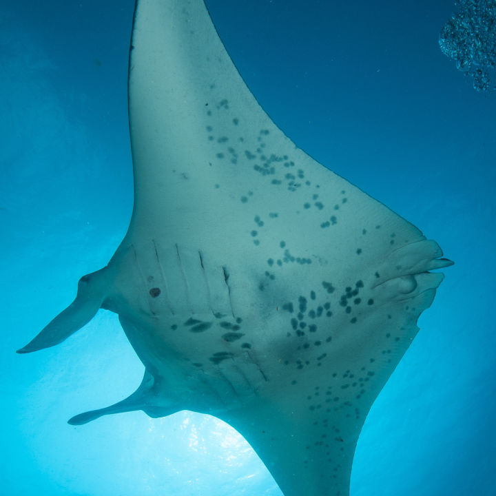 #2. Manta Ray