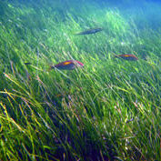 Community Caring for Sea Country: Seagrass