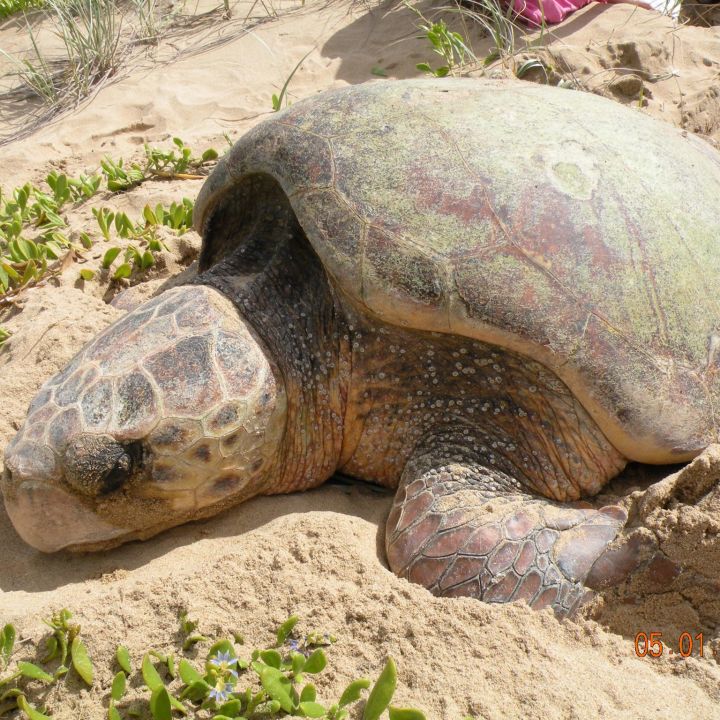 Wreck Rock Turtle Monitoring Project 