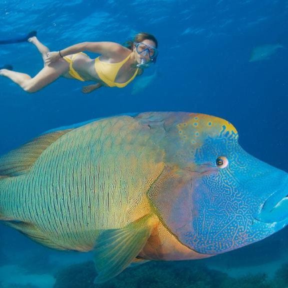 #3. Maori Wrasse