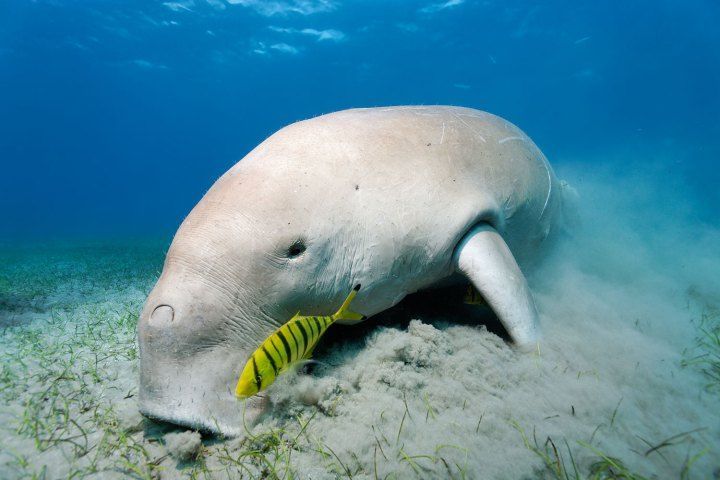 Reef Trust Partnership Management Committee