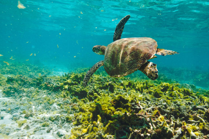 Restoring the world's largest green turtle rookery